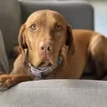 Vacuum Cleaners Explored – 10 Genius Cleaning Hacks You Didn’t Know Your Vacuum Cleaner Could Do! Vacuum Cleaners Explored – 10 Genius Cleaning Hacks You Didn’t Know Your Vacuum Cleaner Could Do!