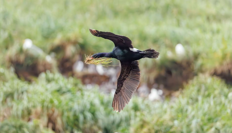 A cormorant flying over grassy terrain with nesting material in its beak.